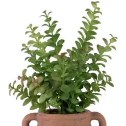 Northlight Real Touch™ Artificial Privet Plant In Vintage Milk Can Style Earthenware Pot - 14" -Home Decor GUEST 1a1172c0 8aee 449c 8a57 8427e2db7a0e