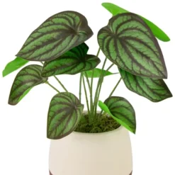 Northlight 10.25" Artificial Peperomia Plant In Two-Tone Ceramic Pot -Home Decor GUEST 247ab378 491f 4bdc 94d9 eaa7465167c3