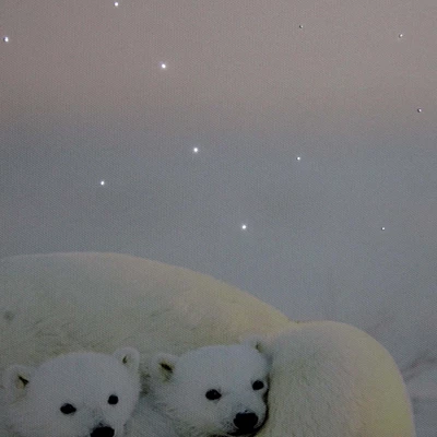 Northlight Fiber Optic Lighted Mama Polar Bear And Cubs Canvas Wall Art 23.5" X 15.5" 1 Northlight Fiber Optic Lighted Mama Polar Bear And Cubs Canvas Wall Art 23.5" X 15.5"