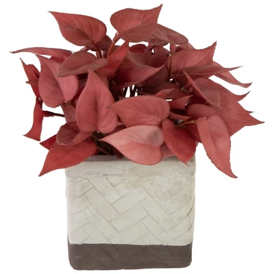 Northlight Real Touch™ Brick Red Artificial Peperomia Plant In Square Lattice Designed Pot - 7 " 2 Northlight Real Touch™ Brick Red Artificial Peperomia Plant In Square Lattice Designed Pot - 7 " - Image 2