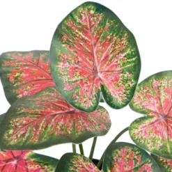 Northlight 8" Rohdea Spring Floral Artificial Potted Plant 9 Northlight 8" Rohdea Spring Floral Artificial Potted Plant -Home Decor GUEST 3359c8c2 3006 48e3 8a2a 3e772fb0ab51