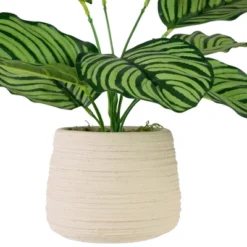 Northlight 13" Artificial Arrowroot Plant In Beige Ceramic Pot -Home Decor GUEST 375ea277 1ff2 43a8 87d2 9d4997b7a084