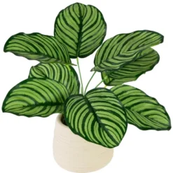 Northlight 13" Artificial Arrowroot Plant In Beige Ceramic Pot -Home Decor GUEST 473dae86 5300 4d2f 9768 35640d716124