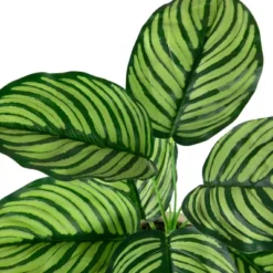 Northlight 13" Artificial Arrowroot Plant In Beige Ceramic Pot -Home Decor GUEST 5014b969 ba59 42e5 90d4 901bac4f896e