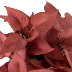 Northlight Real Touch™ Brick Red Artificial Peperomia Plant In Square Lattice Designed Pot - 7 " 11 Northlight Real Touch™ Brick Red Artificial Peperomia Plant In Square Lattice Designed Pot - 7 " -Home Decor GUEST 70def9b5 7523 4339 9c8e 8910be785f4f