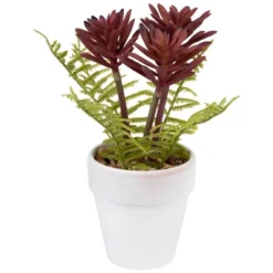 Northlight Succulent Fern In Ceramic Pot - 8" -Home Decor GUEST 810a3040 5519 44e8 b21c 4cf4d50300ab