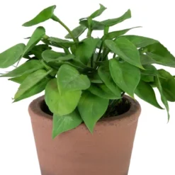 Northlight Real Touch™ Artificial Peperomia Watermelon Begonia Plant In Terracotta Style Pot - 7" -Home Decor GUEST 96e464ba 6fd1 4979 9051 71eed69061b0