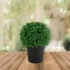 Northlight 9.5" Artificial Boxwood Ball Topiary In Round Pot, Unlit