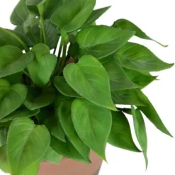 Northlight Real Touch™ Artificial Peperomia Watermelon Begonia Plant In Terracotta Style Pot - 7" -Home Decor GUEST ad7cdec5 a507 4b2c bc90 d738c6d602ef