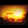 Northlight Safari Sunset LED Back Lit Decorative Elephant Canvas Wall Art 11.75” X 15.75”