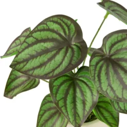 Northlight 10.25" Artificial Peperomia Plant In Two-Tone Ceramic Pot -Home Decor GUEST c2672db8 86e5 4fc6 9ac4 75c6abe68940