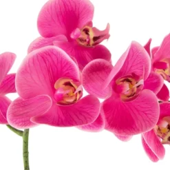 Northlight Real Touch™ Pink Artificial Spring Orchids In A Striped Ceramic Pot 2" -Home Decor GUEST cd41d2f6 fc3e 4e63 b6e2 ec95eb98413e