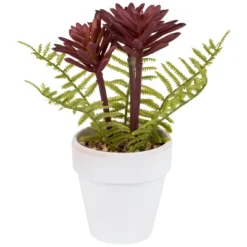 Northlight Succulent Fern In Ceramic Pot - 8" -Home Decor GUEST d0fe10da 03ee 4b24 bafa a2e68fc72fcc
