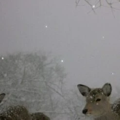 Northlight Large Fiber Optic Lighted Winter Woods With Deer Canvas Wall Art 23.5" X 15.5"