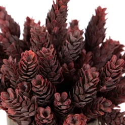 Northlight 8" Burgundy Red Wild Flower Artificial Plant In A Textured Lined Pot 9 Northlight 8" Burgundy Red Wild Flower Artificial Plant In A Textured Lined Pot -Home Decor GUEST e468cc09 3dd1 498f 92d8 e5edcc094ca1