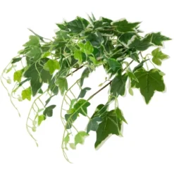 Northlight 23.75" Ivy Artificial Hanging Spring Floral Bush - Green/White -Home Decor GUEST f21175a3 7e76 41cb 91a7 c0b9e79cba53
