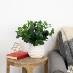 Northlight 18" Two-Tone Polyscias Artificial Spring Floral Bush - Green