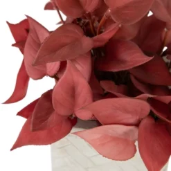 Northlight Real Touch™ Brick Red Artificial Peperomia Plant In Square Lattice Designed Pot - 7 " 9 Northlight Real Touch™ Brick Red Artificial Peperomia Plant In Square Lattice Designed Pot - 7 " -Home Decor GUEST f8be36eb 260a 4740 a2df be126ce6c18d